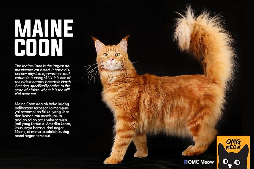 Voici certaines des races de chats les plus populaires et leurs origines