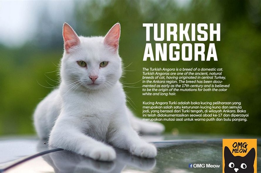 Voici Certaines Des Races De Chats Les Plus Populaires Et Leurs Origines Ipnoze Voici Certaines Des Races De Chats Les Plus Populaires Et Leurs Origines Ipnoze