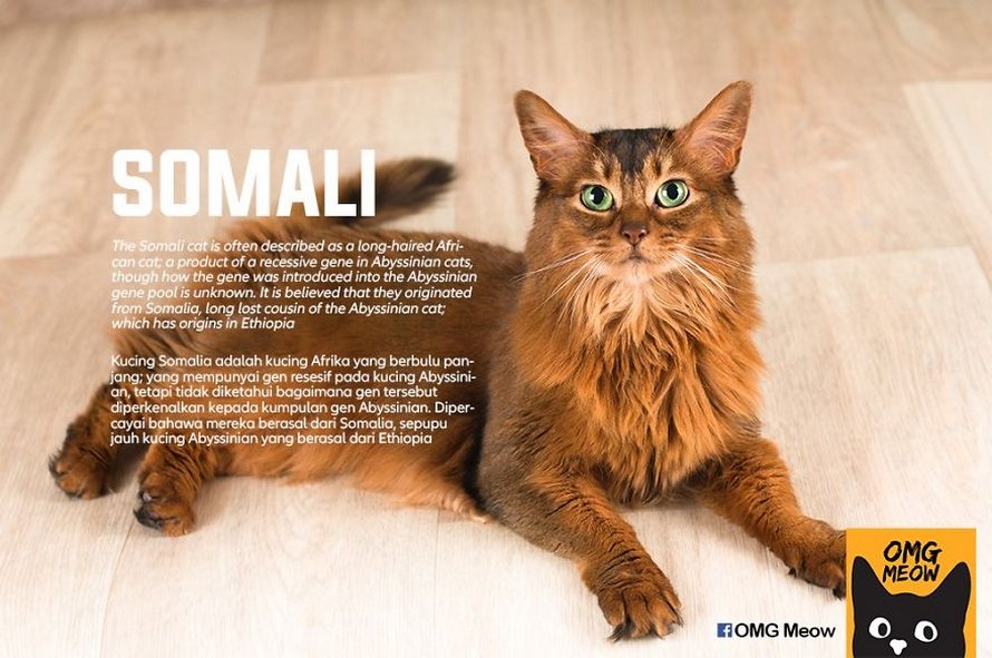 Voici certaines des races de chats les plus populaires et leurs origines