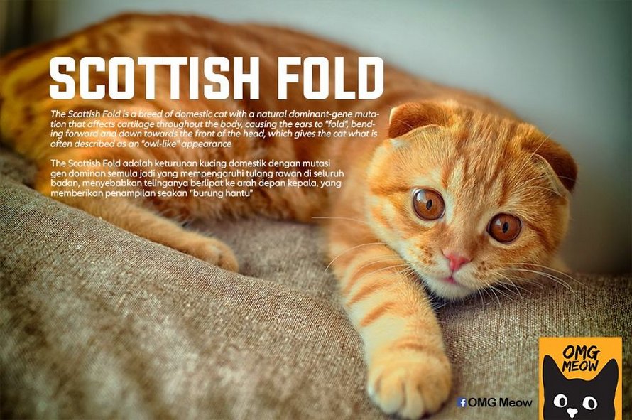Voici certaines des races de chats les plus populaires et leurs origines