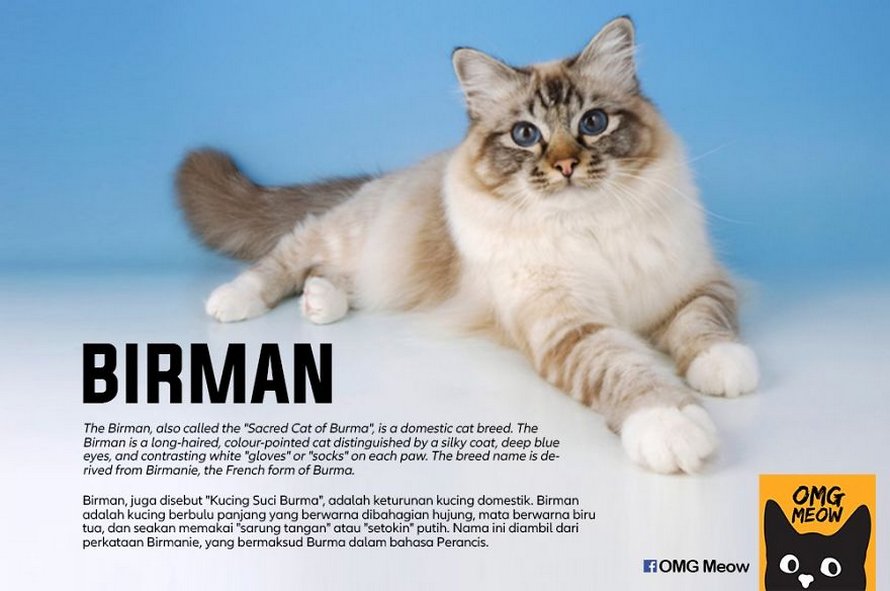 Voici certaines des races de chats les plus populaires et leurs origines