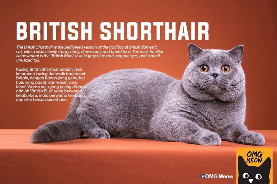 Voici certaines des races de chats les plus populaires et leurs origines