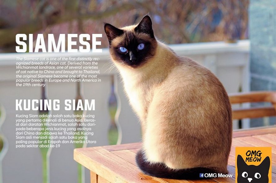 Voici certaines des races de chats les plus populaires et leurs origines
