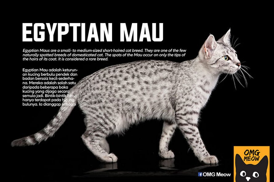 Voici certaines des races de chats les plus populaires et leurs origines