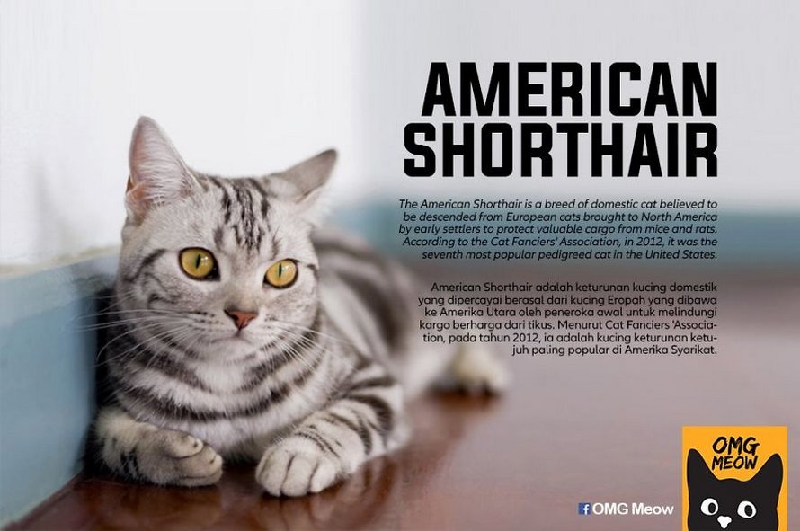 Voici certaines des races de chats les plus populaires et leurs origines
