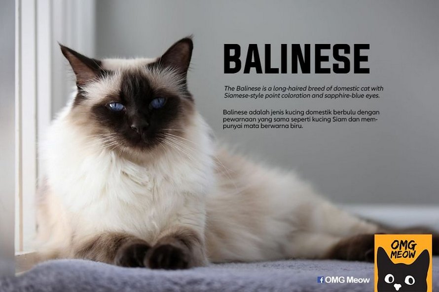 Voici certaines des races de chats les plus populaires et leurs origines