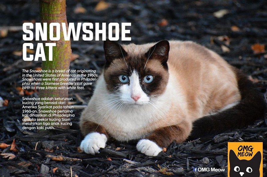 Voici certaines des races de chats les plus populaires et leurs origines