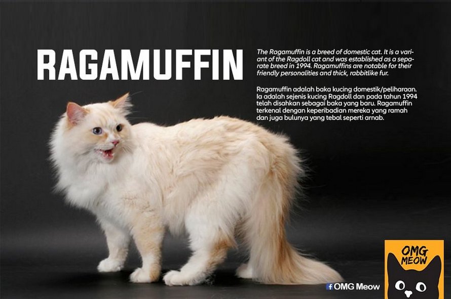 Voici certaines des races de chats les plus populaires et leurs origines