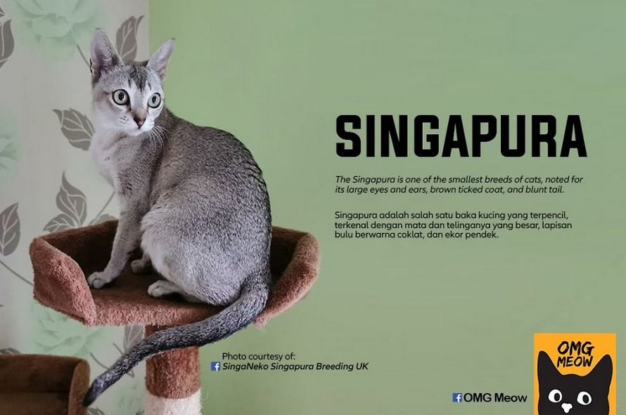 Voici certaines des races de chats les plus populaires et leurs origines