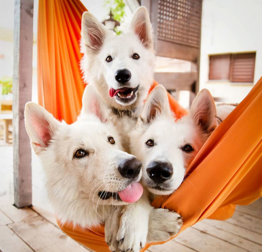 Une séance photo de trois chiens avec des tournesols tourne à la folie lorsqu’ils découvrent le goût des fleurs