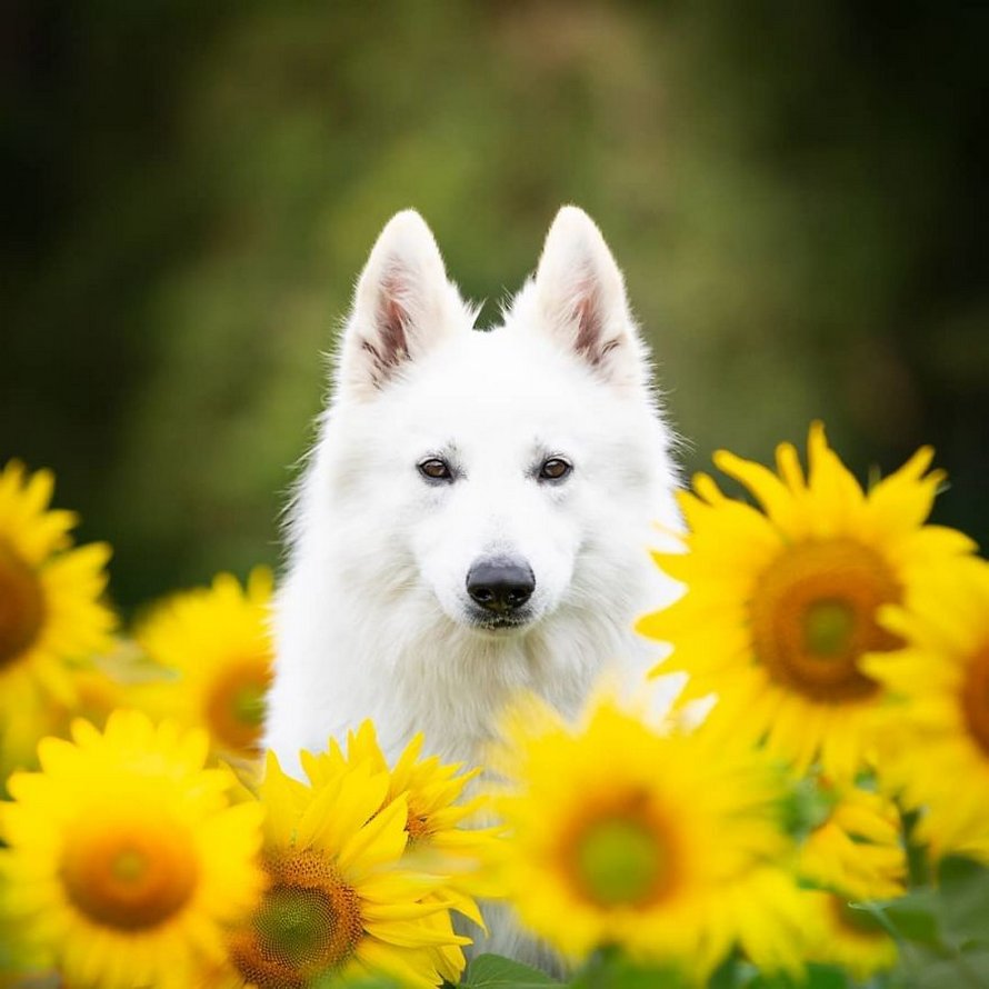 Une séance photo de trois chiens avec des tournesols tourne à la folie lorsqu’ils découvrent le goût des fleurs
