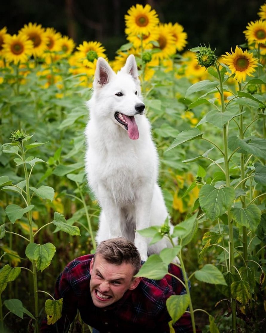 Une séance photo de trois chiens avec des tournesols tourne à la folie lorsqu’ils découvrent le goût des fleurs