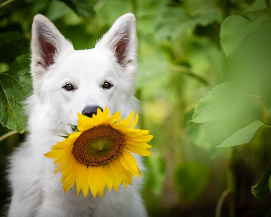 Une séance photo de trois chiens avec des tournesols tourne à la folie lorsqu’ils découvrent le goût des fleurs