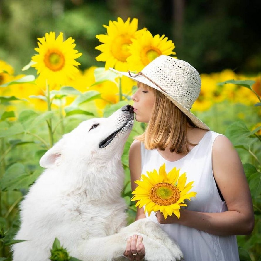 Une séance photo de trois chiens avec des tournesols tourne à la folie lorsqu’ils découvrent le goût des fleurs