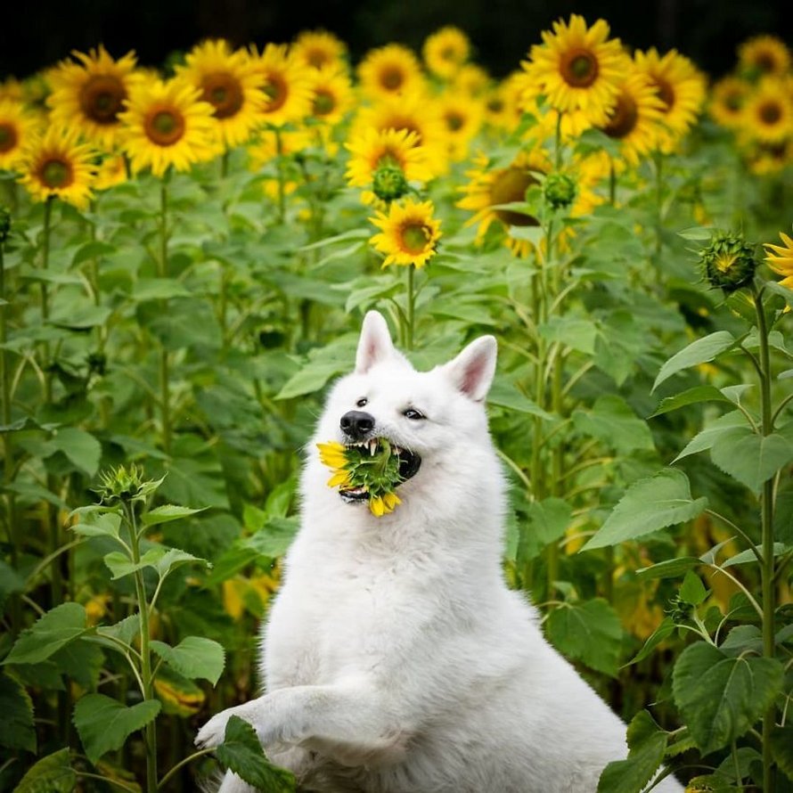 Une séance photo de trois chiens avec des tournesols tourne à la folie lorsqu’ils découvrent le goût des fleurs
