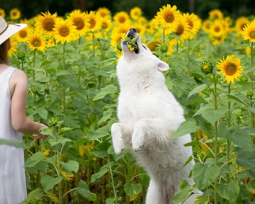 Une séance photo de trois chiens avec des tournesols tourne à la folie lorsqu’ils découvrent le goût des fleurs