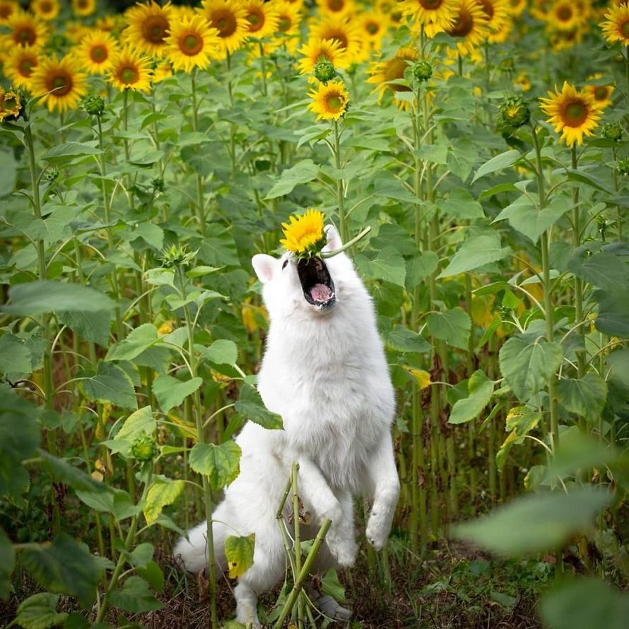 Une séance photo de trois chiens avec des tournesols tourne à la folie lorsqu’ils découvrent le goût des fleurs