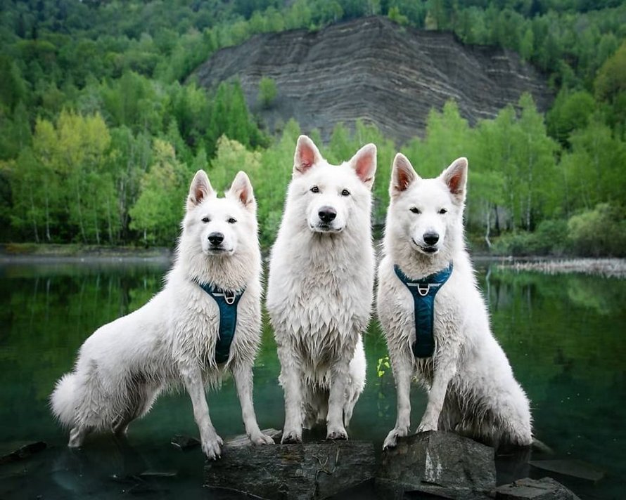 Une séance photo de trois chiens avec des tournesols tourne à la folie lorsqu’ils découvrent le goût des fleurs