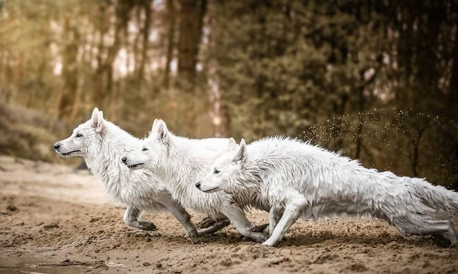 Une séance photo de trois chiens avec des tournesols tourne à la folie lorsqu’ils découvrent le goût des fleurs
