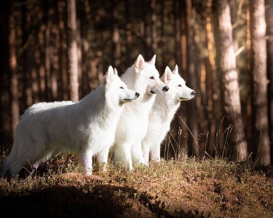Une séance photo de trois chiens avec des tournesols tourne à la folie lorsqu’ils découvrent le goût des fleurs