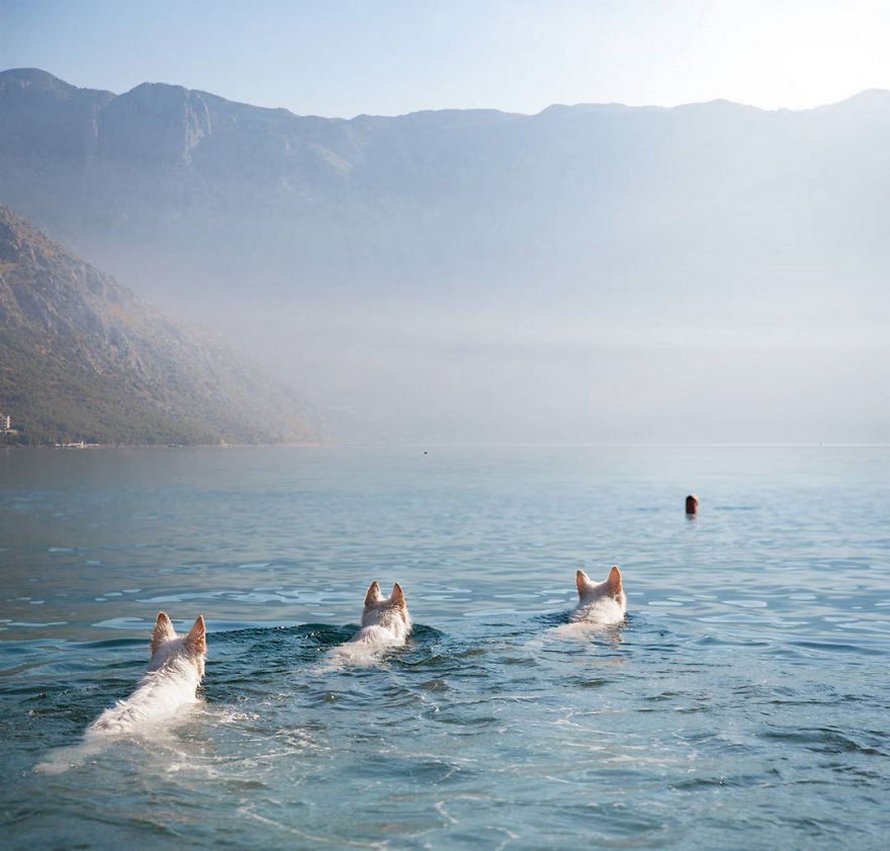 Une séance photo de trois chiens avec des tournesols tourne à la folie lorsqu’ils découvrent le goût des fleurs