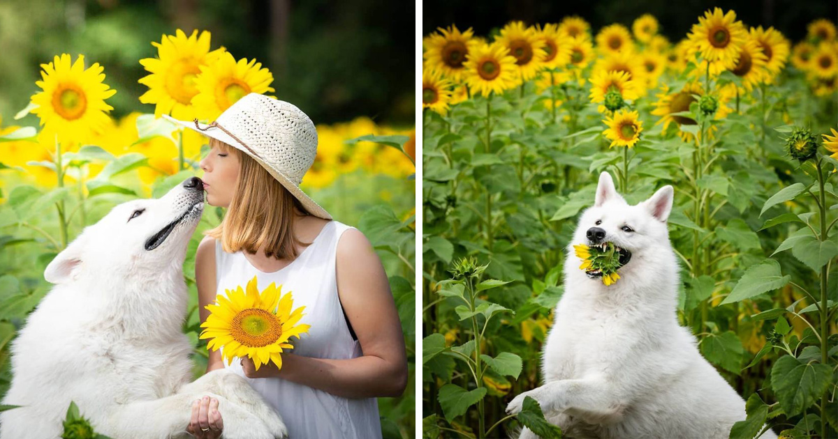 Une séance photo de trois chiens avec des tournesols tourne à la folie lorsqu’ils découvrent le goût des fleurs