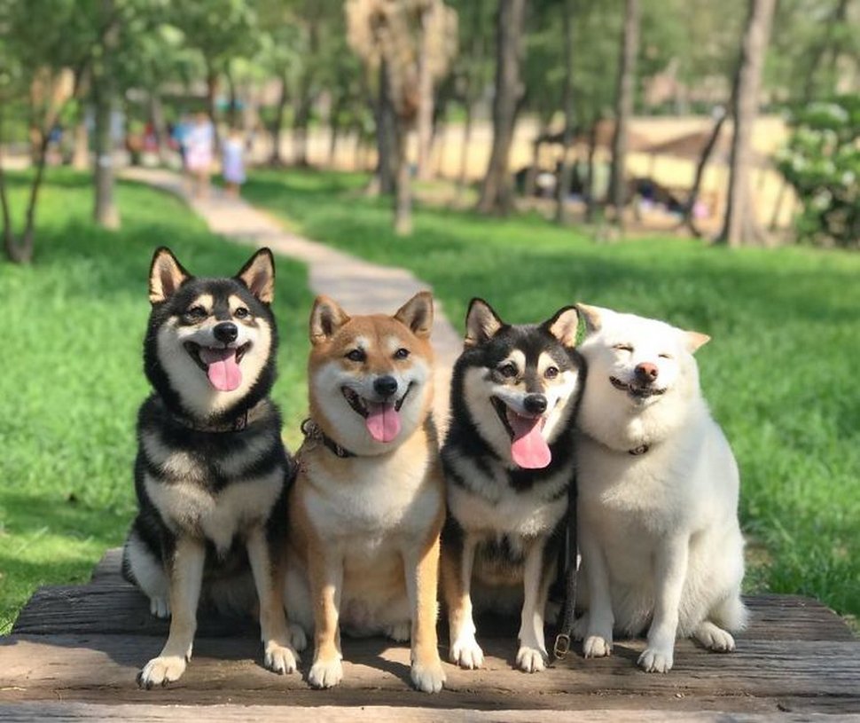 « On a tous un ami comme lui » : un shiba ruine constamment les photos de groupe et devient viral