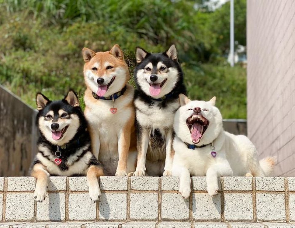 « On a tous un ami comme lui » : un shiba ruine constamment les photos de groupe et devient viral