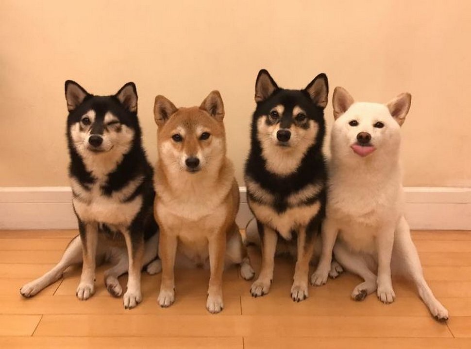 « On a tous un ami comme lui » : un shiba ruine constamment les photos de groupe et devient viral
