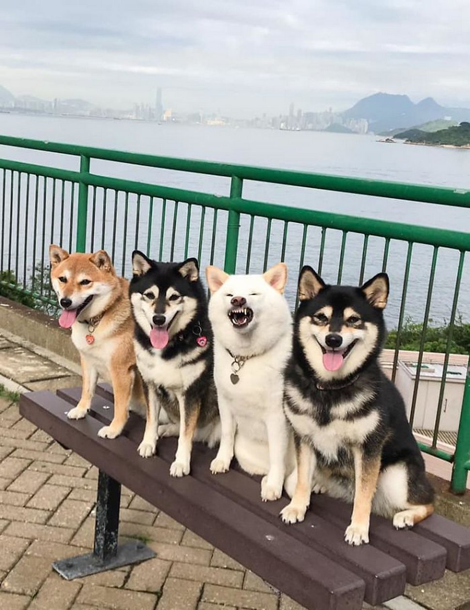 « On a tous un ami comme lui » : un shiba ruine constamment les photos de groupe et devient viral