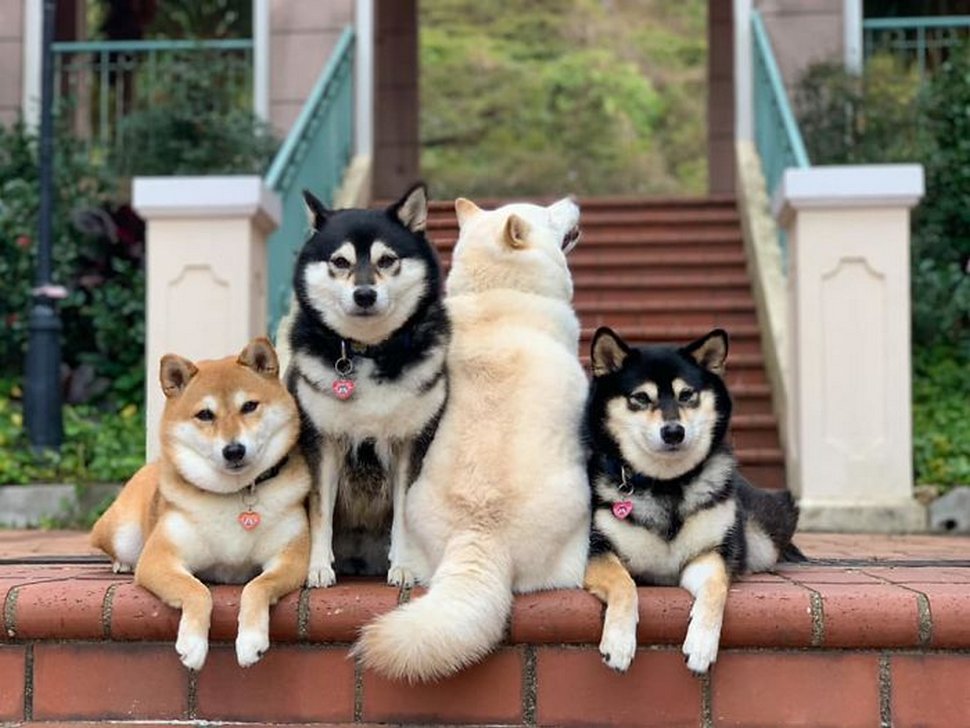 « On a tous un ami comme lui » : un shiba ruine constamment les photos de groupe et devient viral
