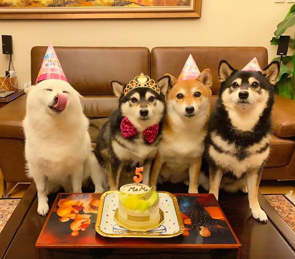 « On a tous un ami comme lui » : un shiba ruine constamment les photos de groupe et devient viral