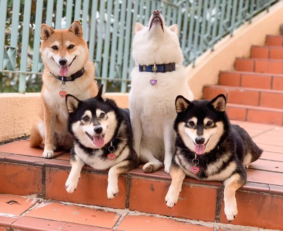 « On a tous un ami comme lui » : un shiba ruine constamment les photos de groupe et devient viral