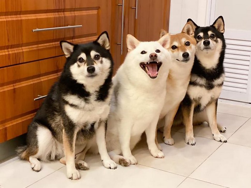 « On a tous un ami comme lui » : un shiba ruine constamment les photos de groupe et devient viral
