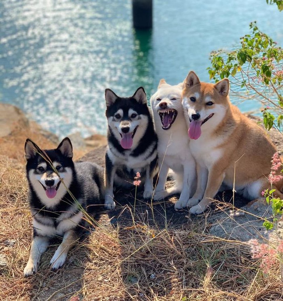 « On a tous un ami comme lui » : un shiba ruine constamment les photos de groupe et devient viral