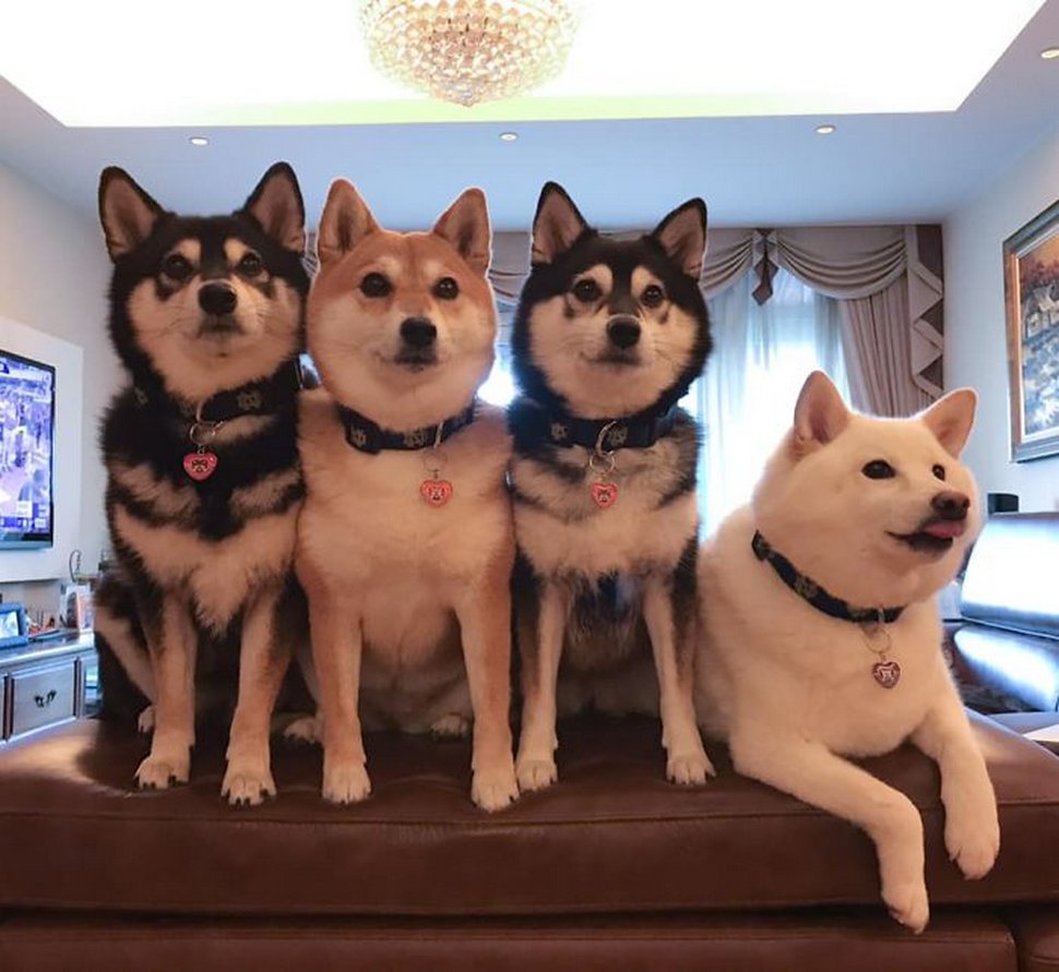 « On a tous un ami comme lui » : un shiba ruine constamment les photos de groupe et devient viral