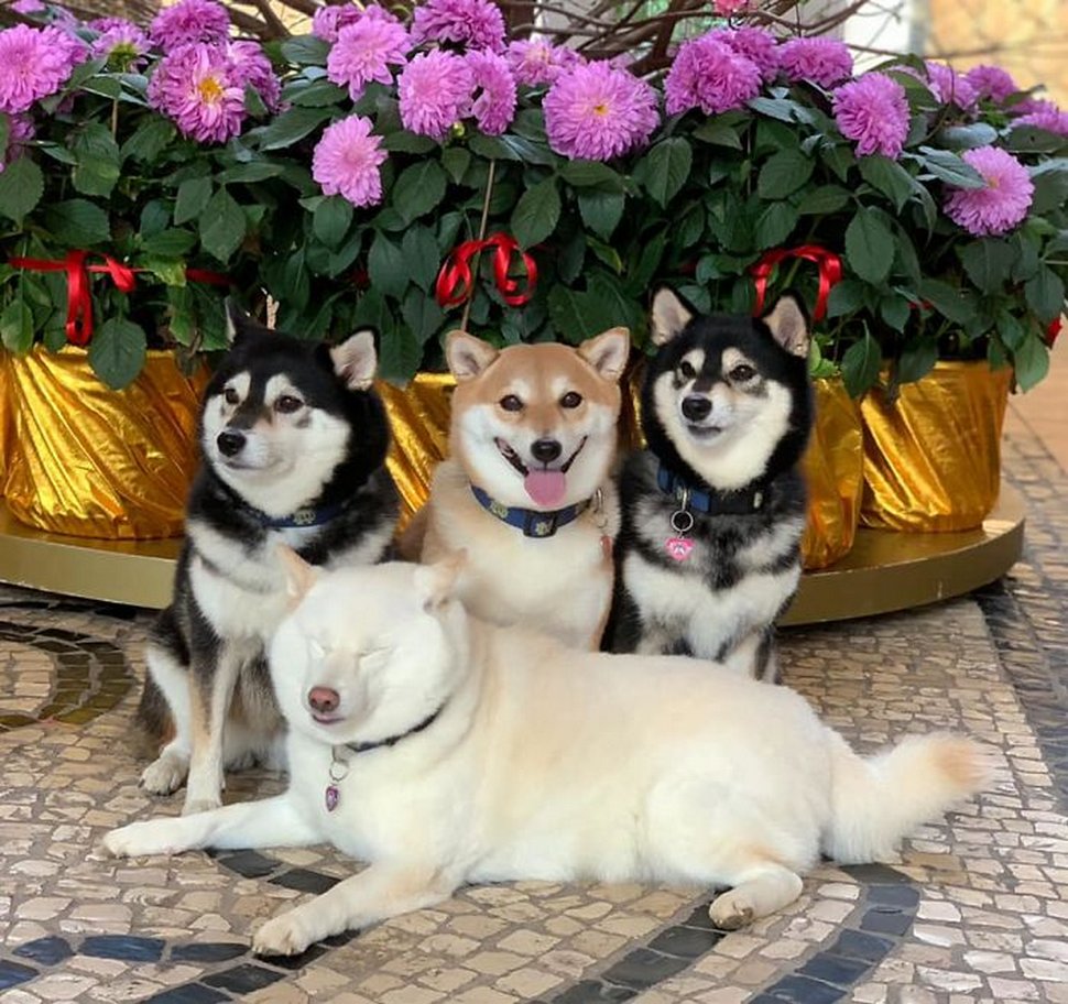 « On a tous un ami comme lui » : un shiba ruine constamment les photos de groupe et devient viral