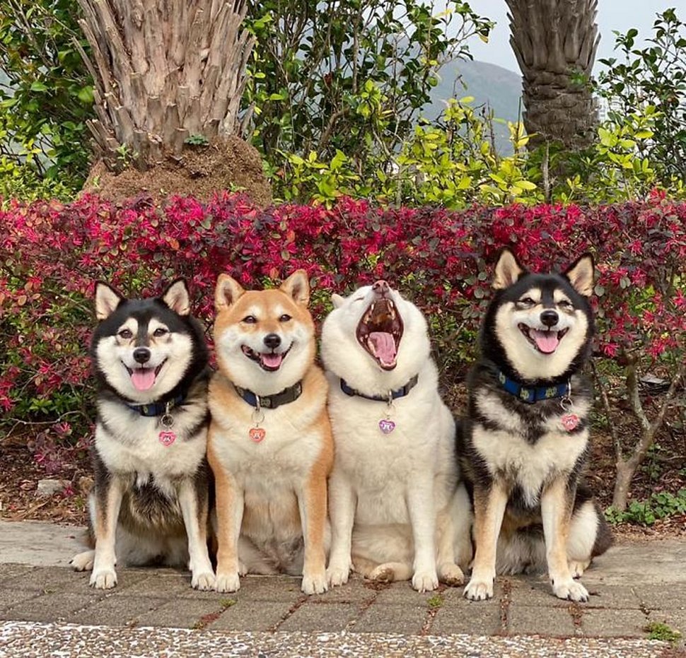 « On a tous un ami comme lui » : un shiba ruine constamment les photos de groupe et devient viral
