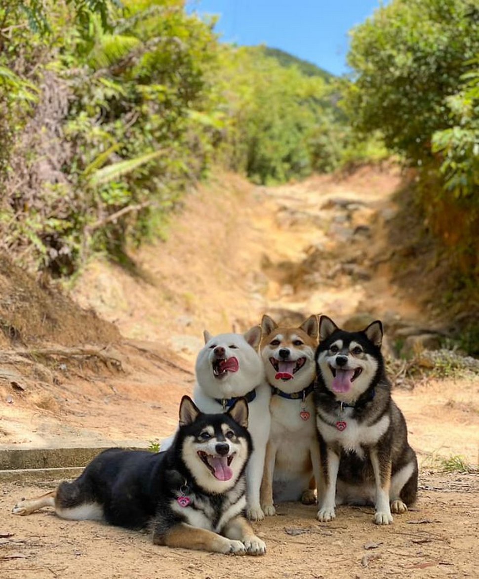 « On a tous un ami comme lui » : un shiba ruine constamment les photos de groupe et devient viral