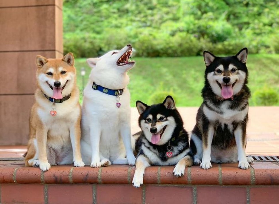 « On a tous un ami comme lui » : un shiba ruine constamment les photos de groupe et devient viral