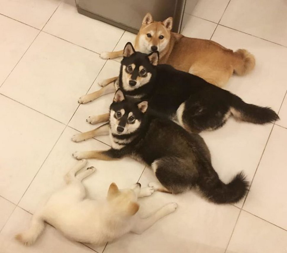 « On a tous un ami comme lui » : un shiba ruine constamment les photos de groupe et devient viral