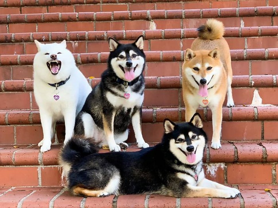 « On a tous un ami comme lui » : un shiba ruine constamment les photos de groupe et devient viral