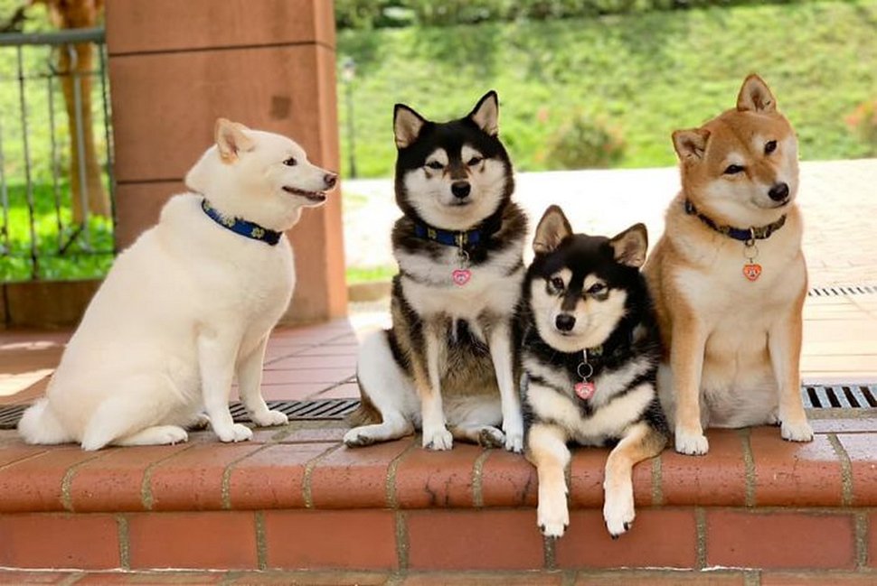 « On a tous un ami comme lui » : un shiba ruine constamment les photos de groupe et devient viral