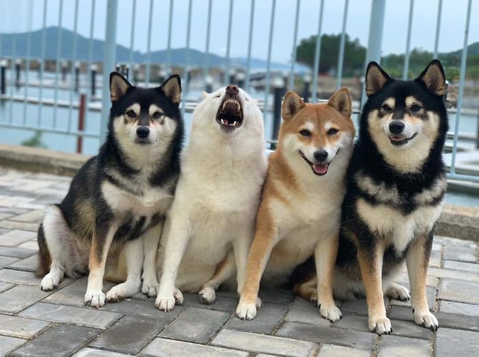 « On a tous un ami comme lui » : un shiba ruine constamment les photos de groupe et devient viral