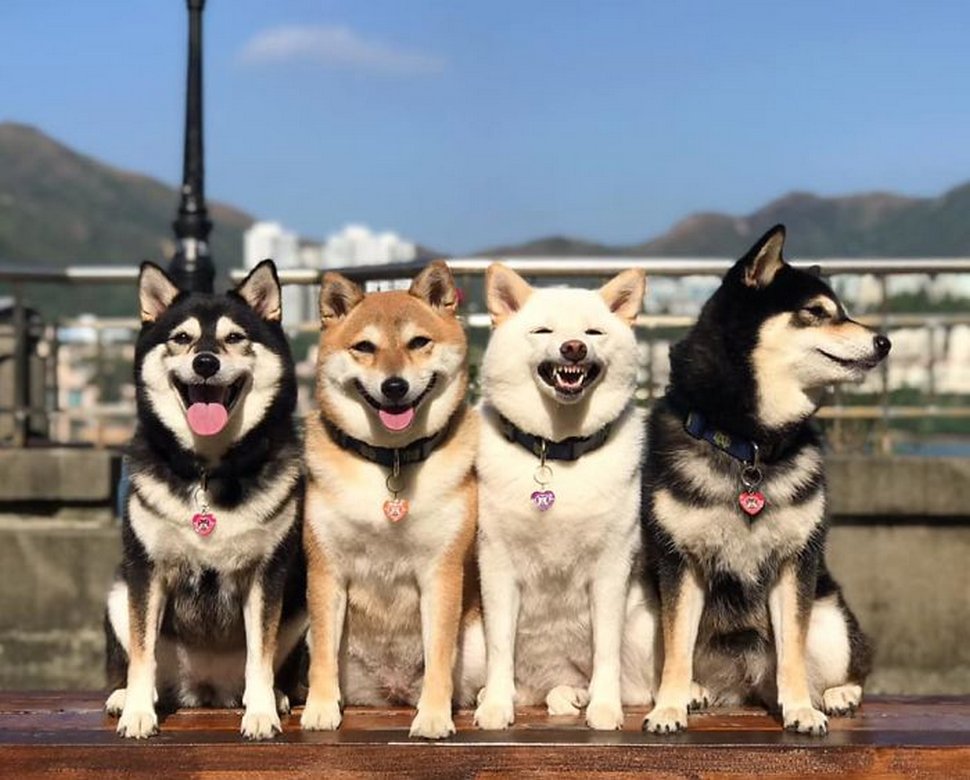 « On a tous un ami comme lui » : un shiba ruine constamment les photos de groupe et devient viral
