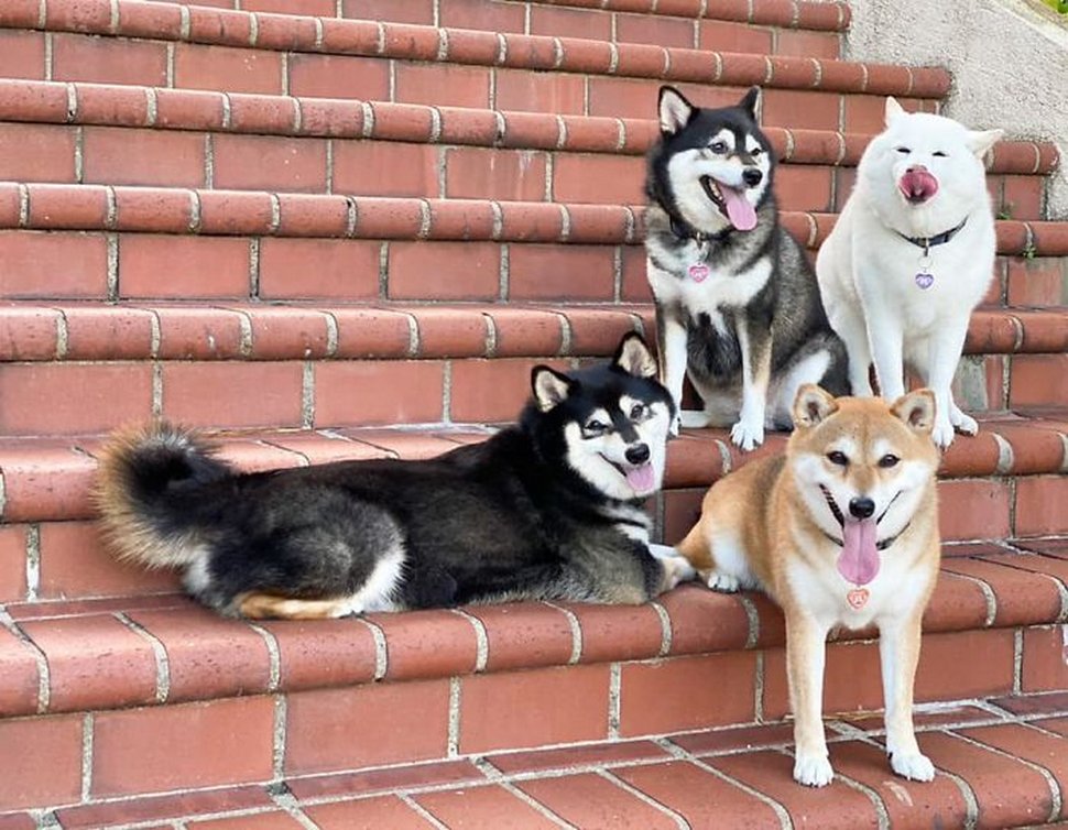 « On a tous un ami comme lui » : un shiba ruine constamment les photos de groupe et devient viral