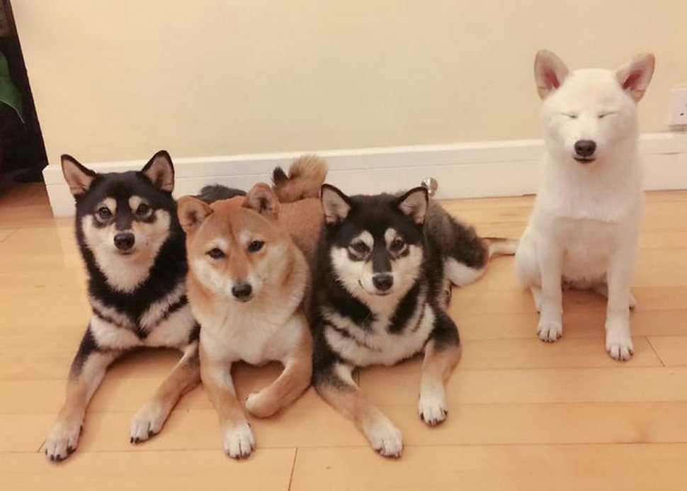 « On a tous un ami comme lui » : un shiba ruine constamment les photos de groupe et devient viral