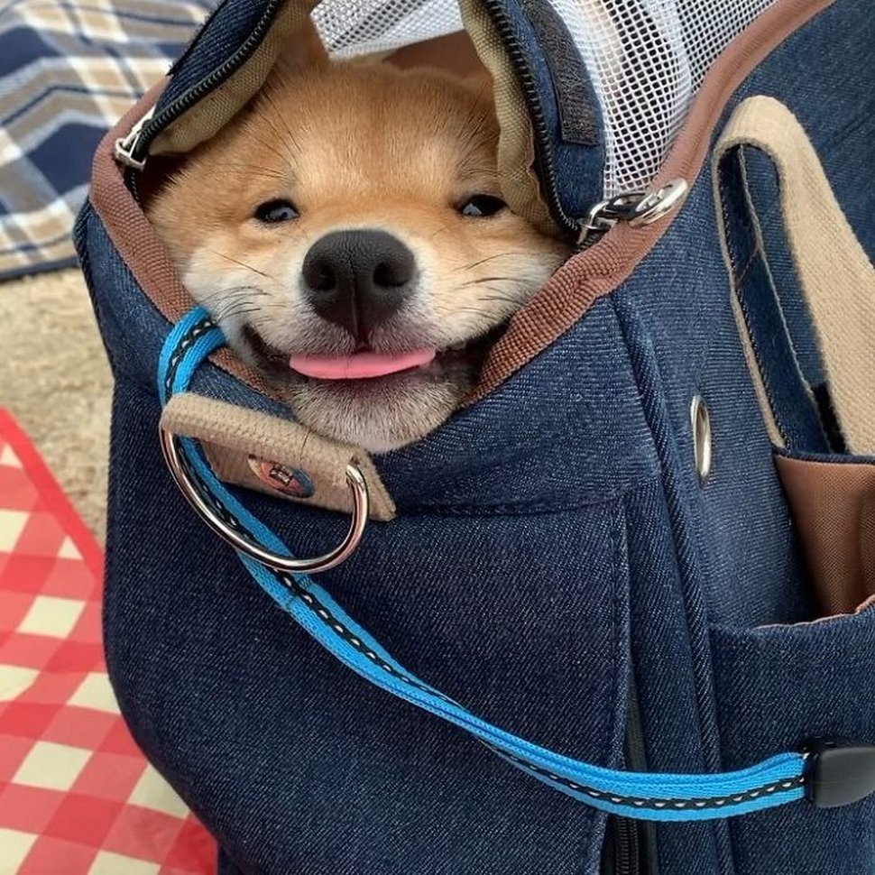 Ce shiba est devenu viral pour son sourire, surtout après avoir vu de la nourriture