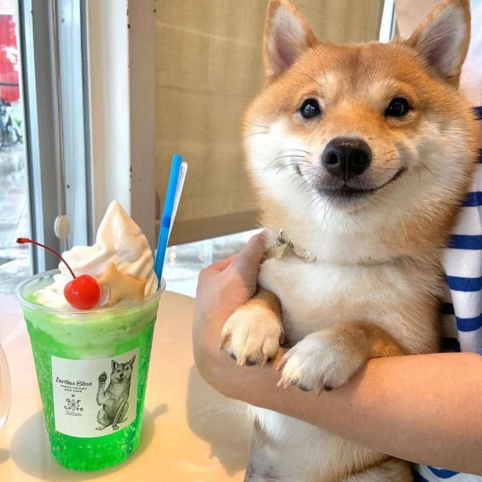 Ce shiba est devenu viral pour son sourire, surtout après avoir vu de la nourriture