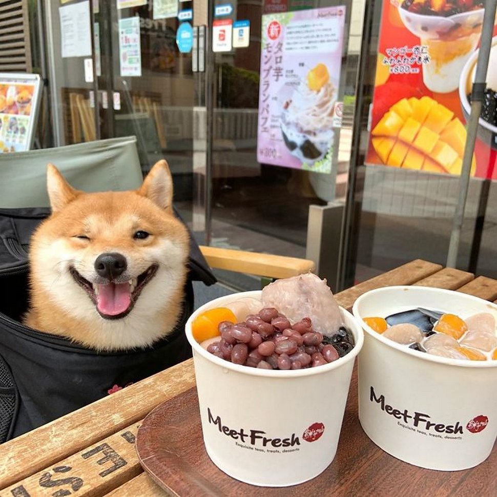 Ce shiba est devenu viral pour son sourire, surtout après avoir vu de la nourriture